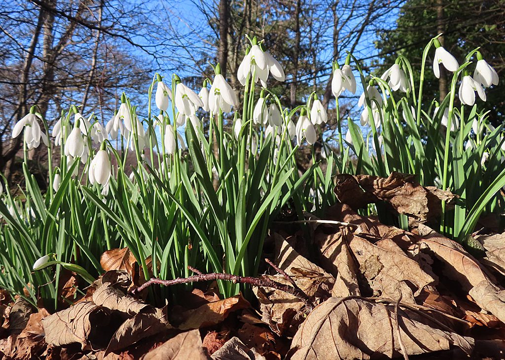 ŚNIEŻYCZKA PRZEBIŚNIEG - GALANTHUS NIVALIS - obrazek 3
