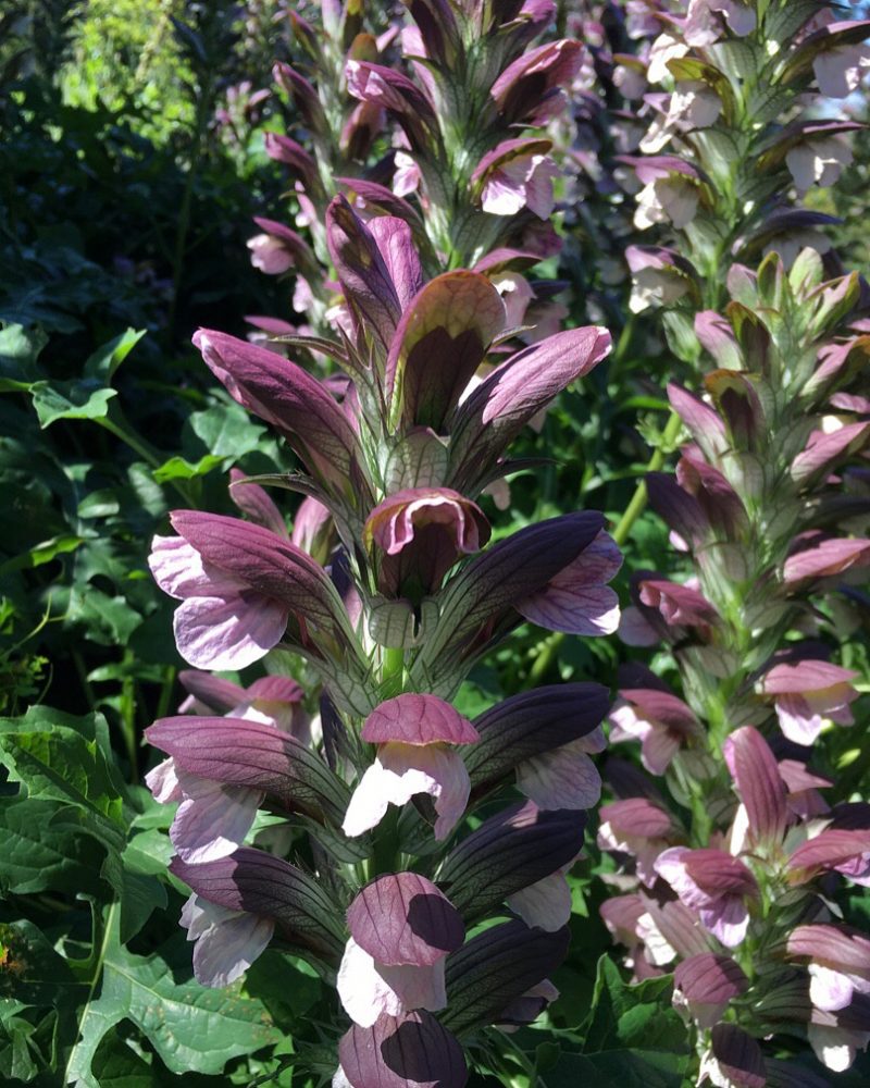 AKANT DŁUGOLISTNY - ACANTHUS HUNGARICUS - OgrodniczyRaj.pl