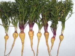 ODŻYWCZA MAKA - LEPIDIUM MEYENII - CUDOWNA ROŚLINA Z ANDÓW - MACA