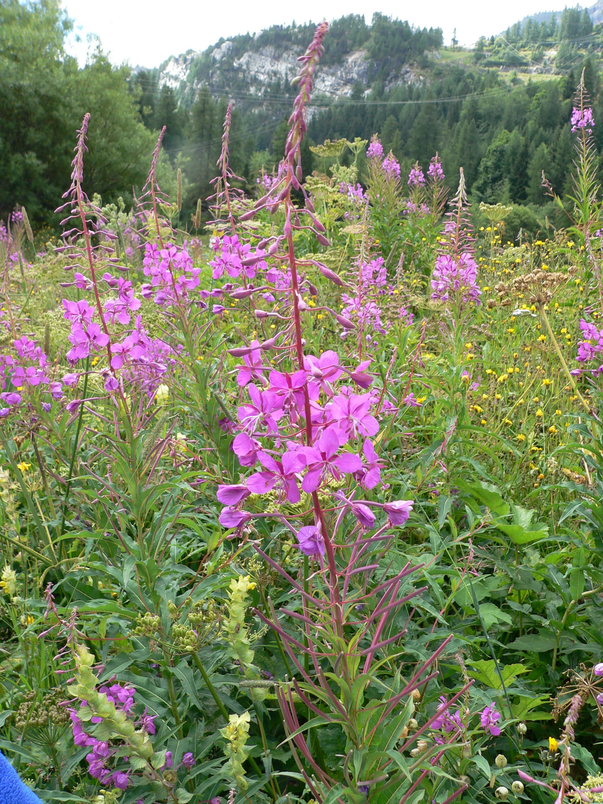 WIERZBÓWKA - ROSYJSKA HERBATA - EPILOBIUM ANGUSTIFOLIUM - obrazek 2
