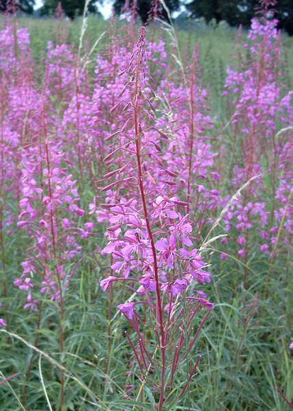 WIERZBÓWKA - ROSYJSKA HERBATA - EPILOBIUM ANGUSTIFOLIUM - obrazek 3