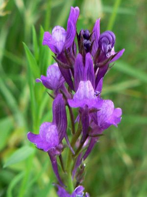 MIODODAJNA, OZDOBNA LNICA PURPUROWA - LINARIA PURPUREA