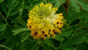 KOKORYCZ SZLACHETNA – CORYDALIS NOBILIS