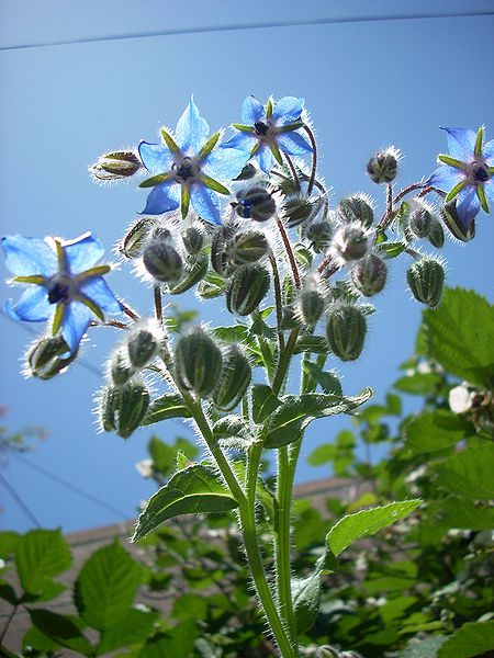 OGÓRECZNIK LEKARSKI - MIODODAJNY - BORAGO OFFICINALIS - obrazek 5
