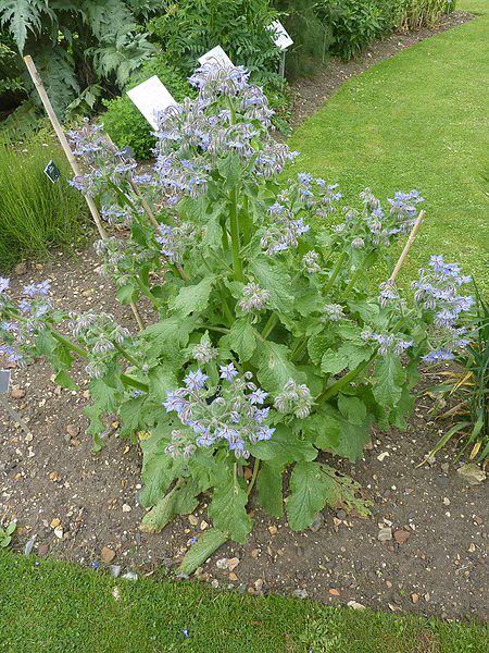 OGÓRECZNIK LEKARSKI - MIODODAJNY - BORAGO OFFICINALIS - obrazek 4