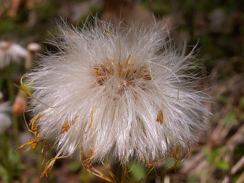 PODBIAŁ - TUSSILAGO FARFARA - obrazek 2