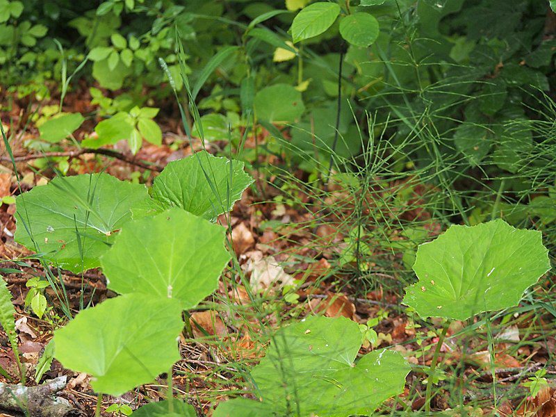PODBIAŁ - TUSSILAGO FARFARA - obrazek 3