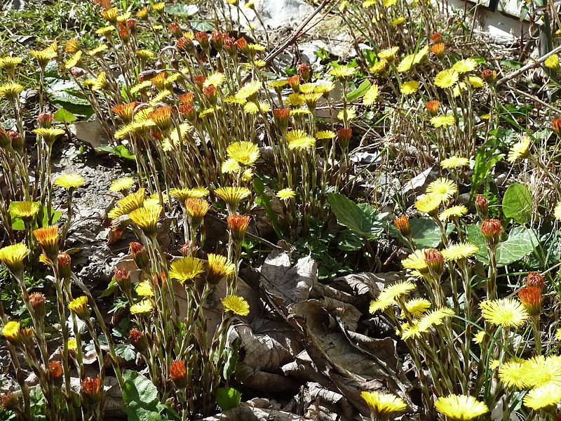 PODBIAŁ - TUSSILAGO FARFARA - obrazek 4