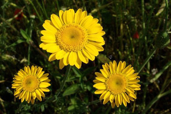 RUMIAN ŚWIĘTEJ JOANNY - ANTHEMIS SANCTI-JOHANNIS
