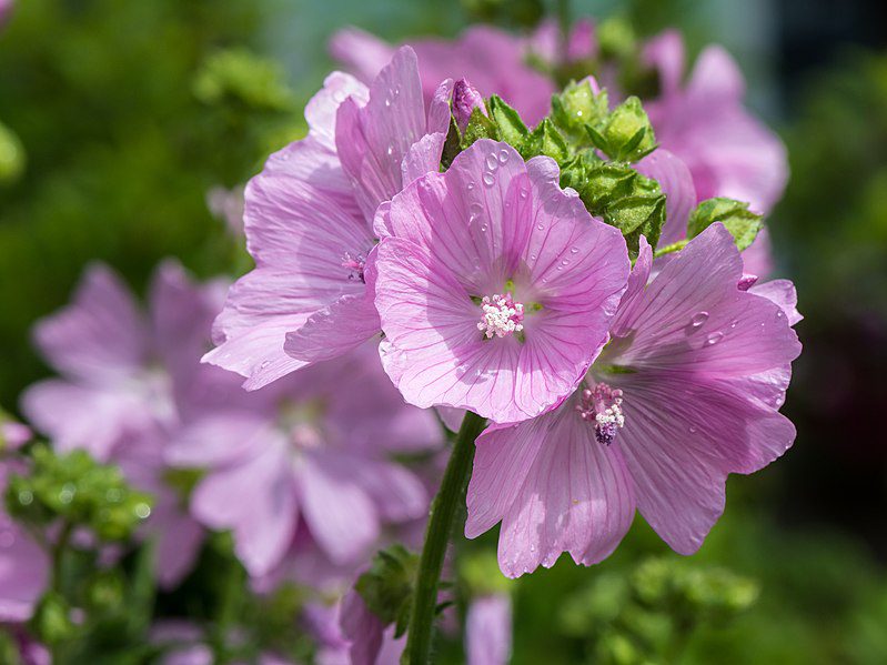 ŚLAZ PIŻMOWY RÓŻOWY- MALVA MOSCHATA