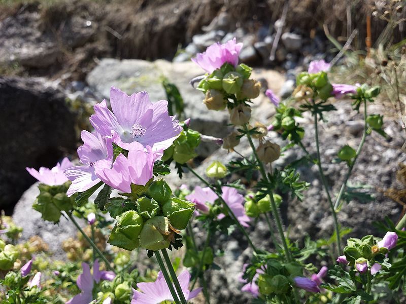 ŚLAZ PIŻMOWY RÓŻOWY- MALVA MOSCHATA - obrazek 5
