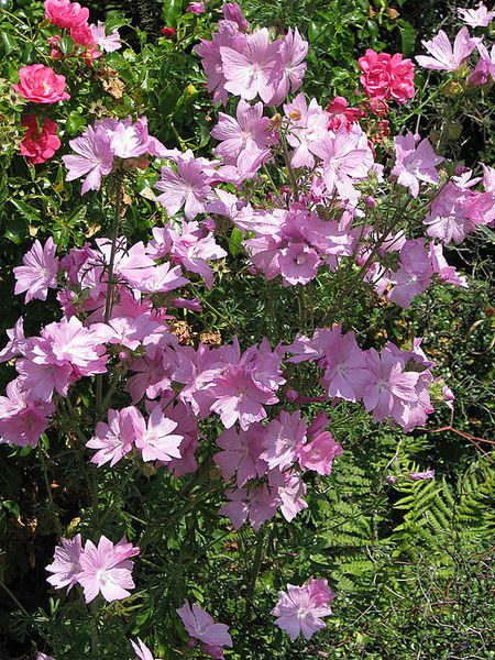 ŚLAZ PIŻMOWY RÓŻOWY- MALVA MOSCHATA - obrazek 4
