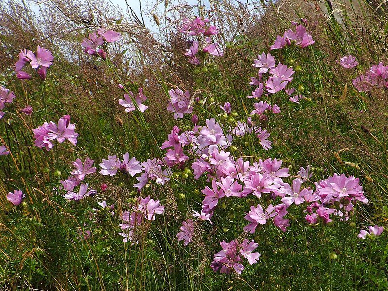 ŚLAZ PIŻMOWY RÓŻOWY- MALVA MOSCHATA - obrazek 3