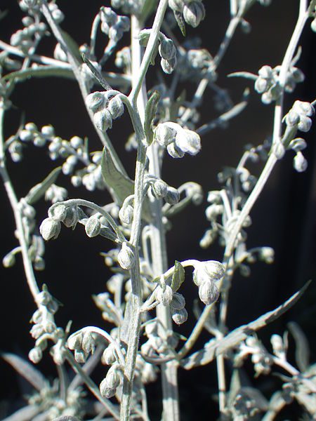 BYLICA LUIZJAŃSKA- KADZIDEŁKO- ARTEMISIA LUDOVICIANA - obrazek 4