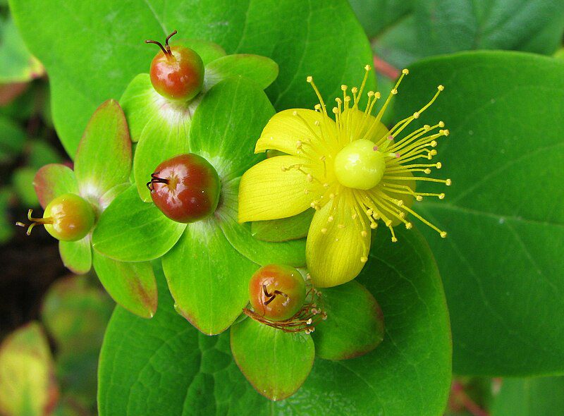 DZIURAWIEC BARWIERSKI - HYPERICUM ANDROSAEMUM