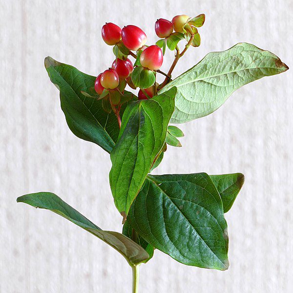 DZIURAWIEC BARWIERSKI - HYPERICUM ANDROSAEMUM - obrazek 2