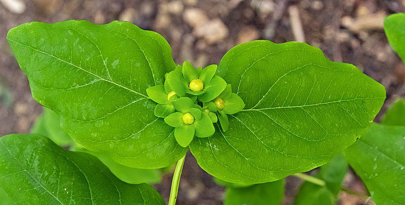 DZIURAWIEC BARWIERSKI - HYPERICUM ANDROSAEMUM - obrazek 3