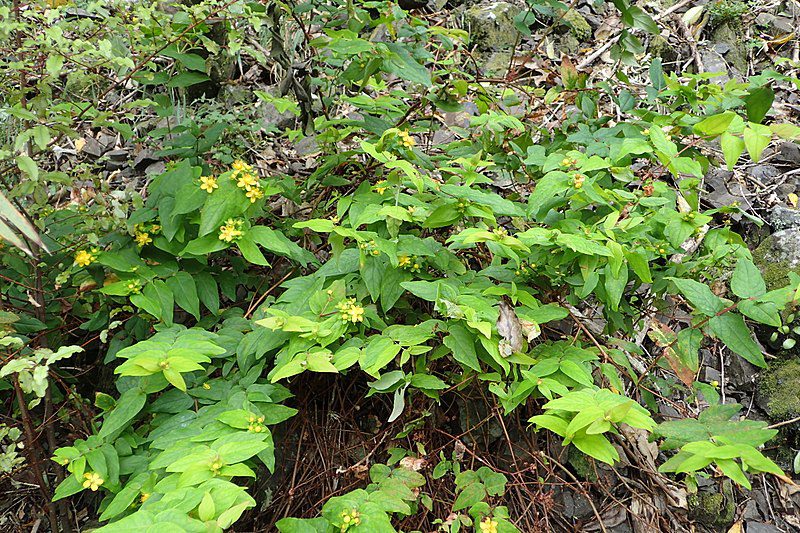 DZIURAWIEC BARWIERSKI - HYPERICUM ANDROSAEMUM - obrazek 4