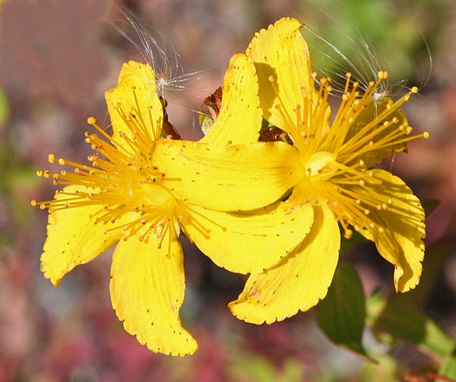 DZIURAWIEC BARWIERSKI - HYPERICUM ANDROSAEMUM - obrazek 6