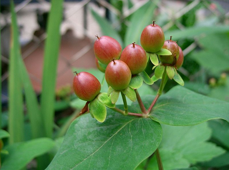 DZIURAWIEC BARWIERSKI - HYPERICUM ANDROSAEMUM - obrazek 7