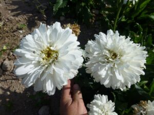 JASTRUN WIELKI CRAZY DAISY - LEUCANTHEMUM MAXIMUM