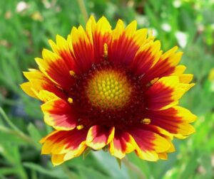 GAILARDIA WIELKOKWIATOWA-GAILLARDIA GRANDIFLORA - MIODODAJNA