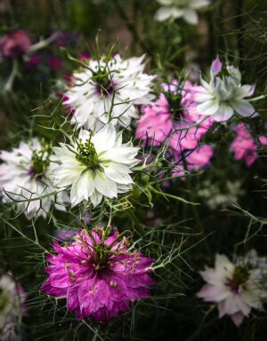 CZARNUSZKA RÓŻOWA MULBERRY ROSE - NIGELLA DAMASCENA