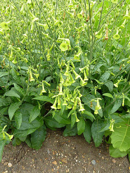 TYTOŃ LANGSDORFA - NICOTIANA LANGSDORFFII