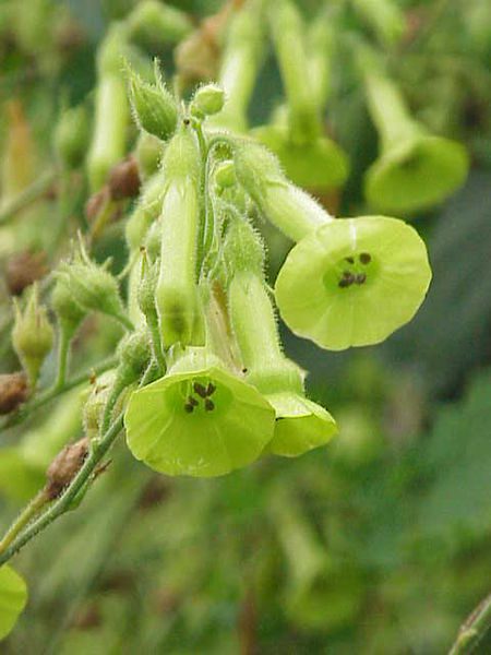 TYTOŃ LANGSDORFA - NICOTIANA LANGSDORFFII - obrazek 2