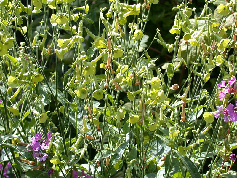 TYTOŃ LANGSDORFA - NICOTIANA LANGSDORFFII - obrazek 3