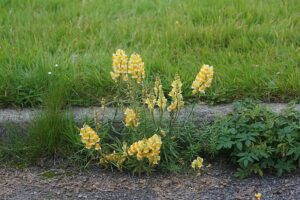 LNICA POSPOLITA ŻÓŁTA - LINARIA VULGARIS