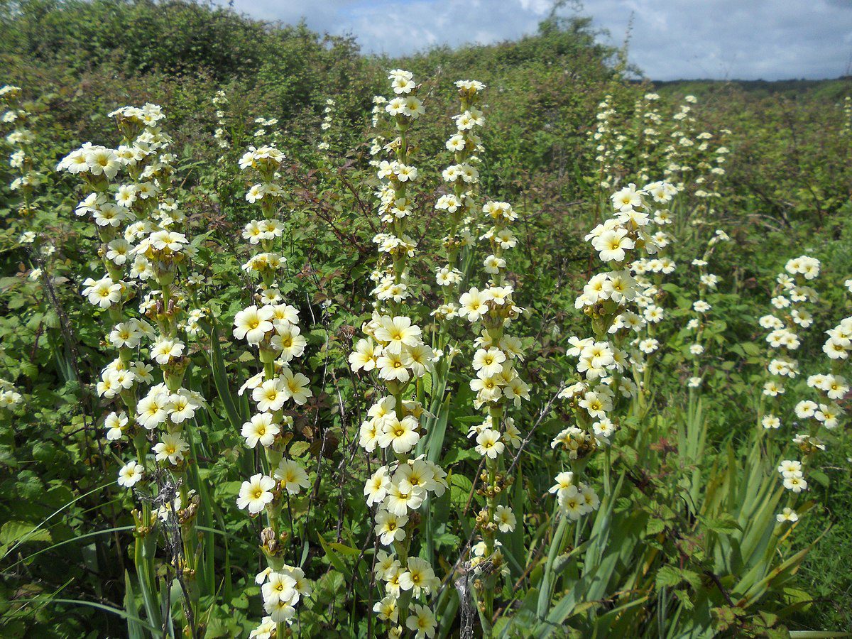 MIECZNICA SZEROKOLISTNA - SISYRINCHIUM STRIATUM - obrazek 3