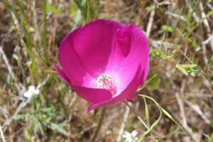 CALLIRHOE INVOLUCRATA PURPLE POPPY - PURPUROWY MAK - RZADKOŚĆ