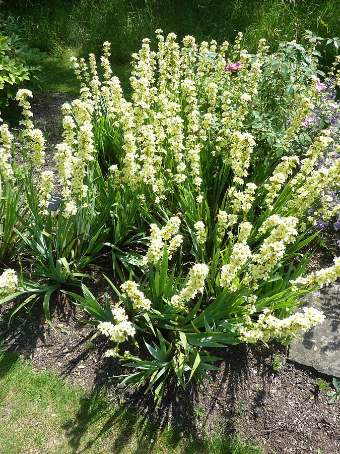 MIECZNICA SZEROKOLISTNA - SISYRINCHIUM STRIATUM - obrazek 2