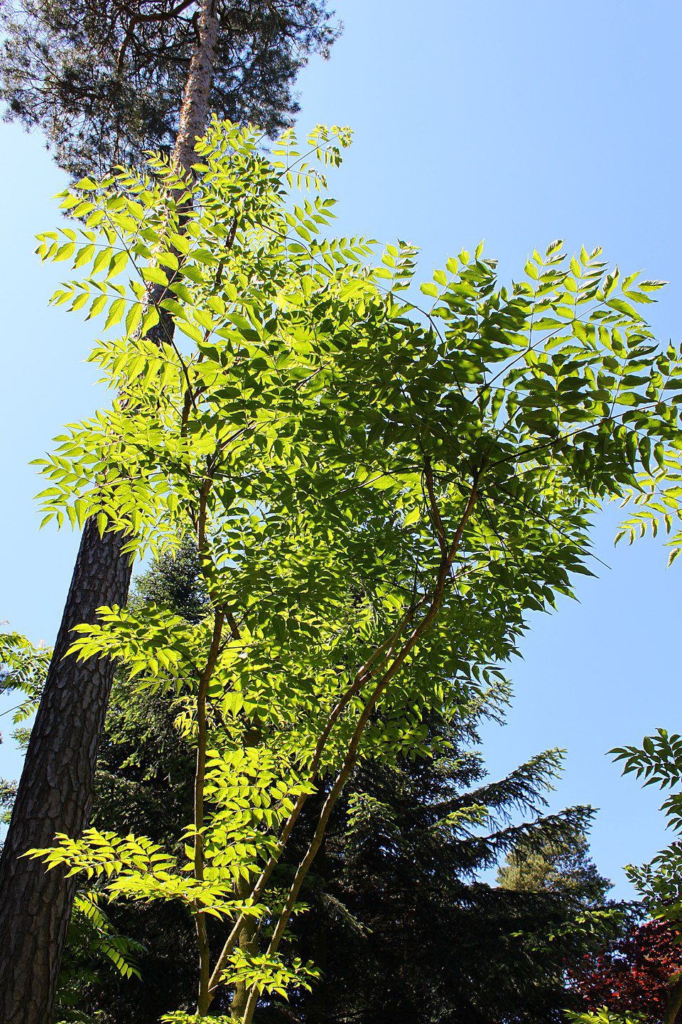 ARALIA CHIŃSKA - ARALIA CHINENSIS - obrazek 4
