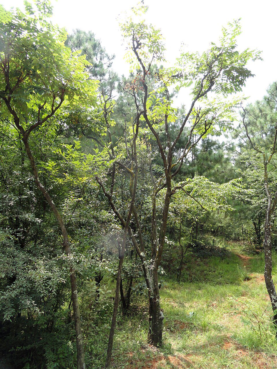 ARALIA CHIŃSKA - ARALIA CHINENSIS - obrazek 3