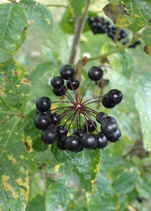 ŻEŃSZEŃ SYBERYJSKI - ELEUTEROKOKOK KOLCZASTY - ELEUTHEROCOCCUS SENTICOSUS
