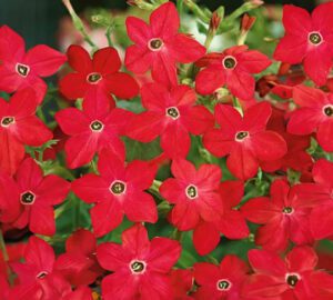TYTOŃ OSKRZYDLONY CRIMSON BEDDER - NICOTIANA CRIMSON BEDDER