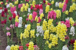 LWIA PASZCZA- WYŻLIN WIĘKSZY - ANTIRRHINUM MAJUS