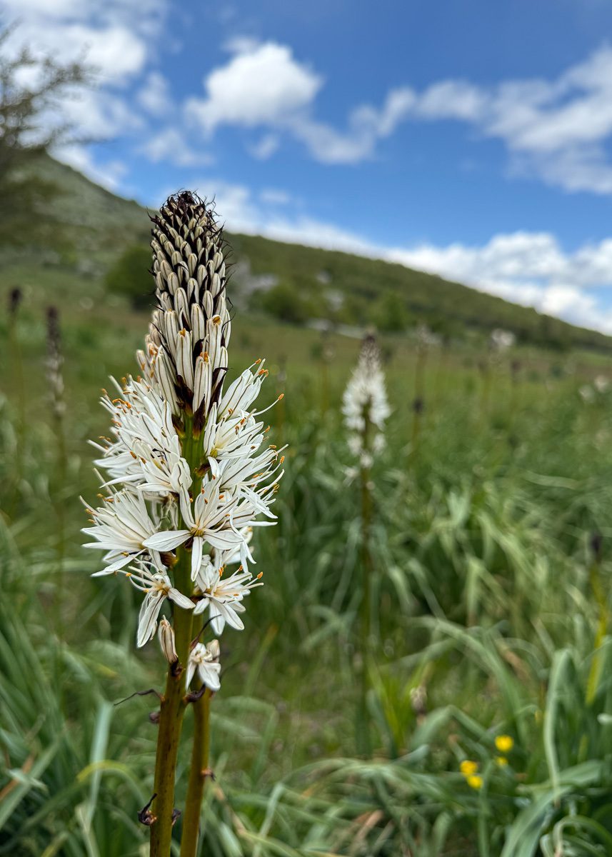 ZŁOTOGŁÓW BIAŁY - LILIA ZŁOTOGŁÓW - ASPHODELUS ALBUS