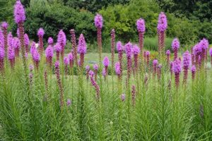LIATRIA KŁOSOWA - LIATRIS SPICATA - PIÓRO PRERIOWE