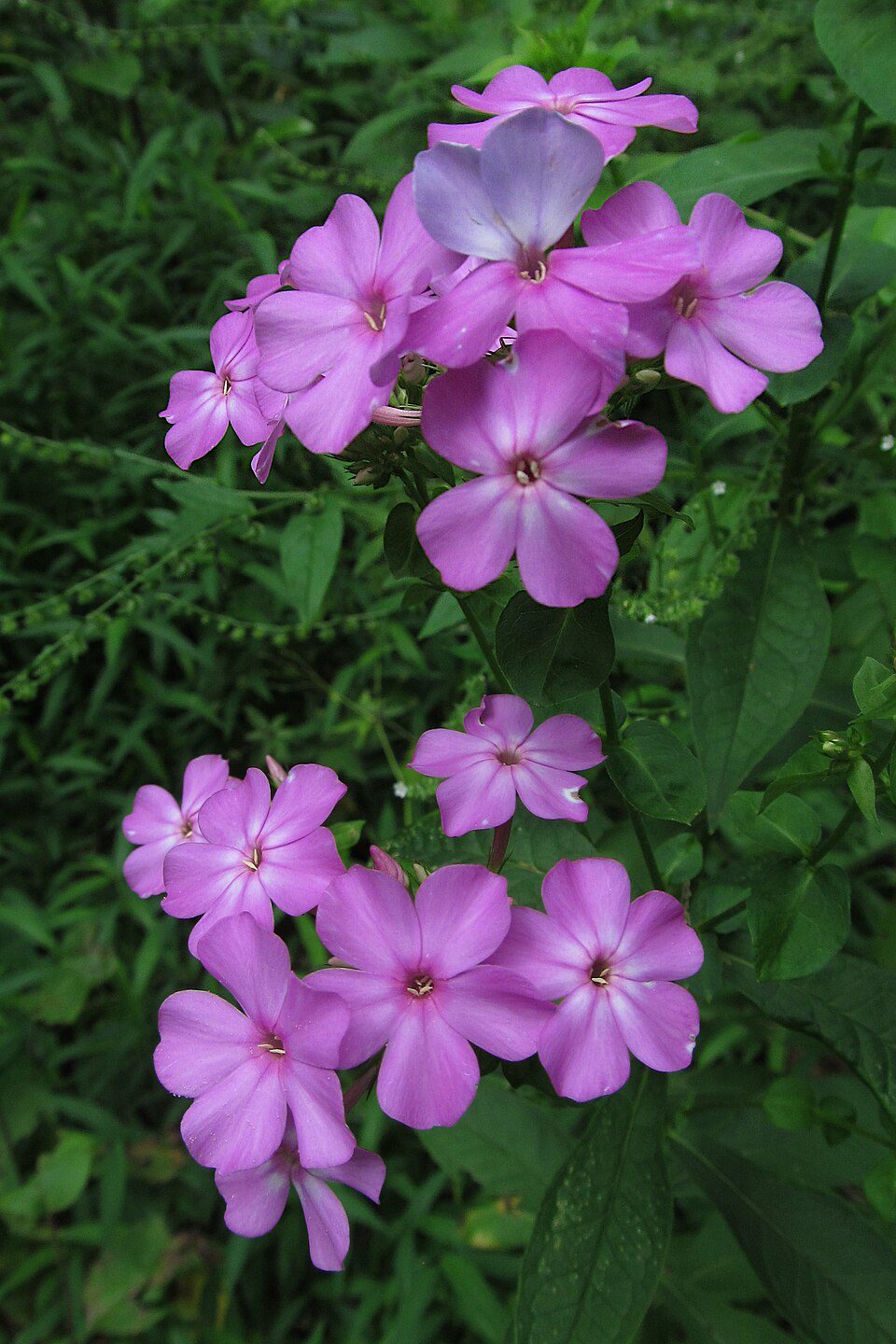 PŁOMYK WIECHOWATY - PHLOX PANICULATA - FLOKS MIX KOLORÓW - obrazek 4