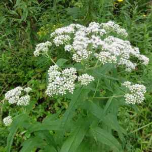 SADZIEC BAGIENNY- EUPATORIUM PERFOLIATUM