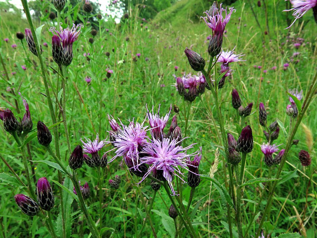 SIERPIK BARWIERSKI - SERRATULA TINCTORIA - obrazek 3