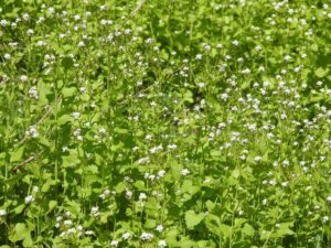 CZOSNACZEK POSPOLITY - ALLIARIA PETIOLATA