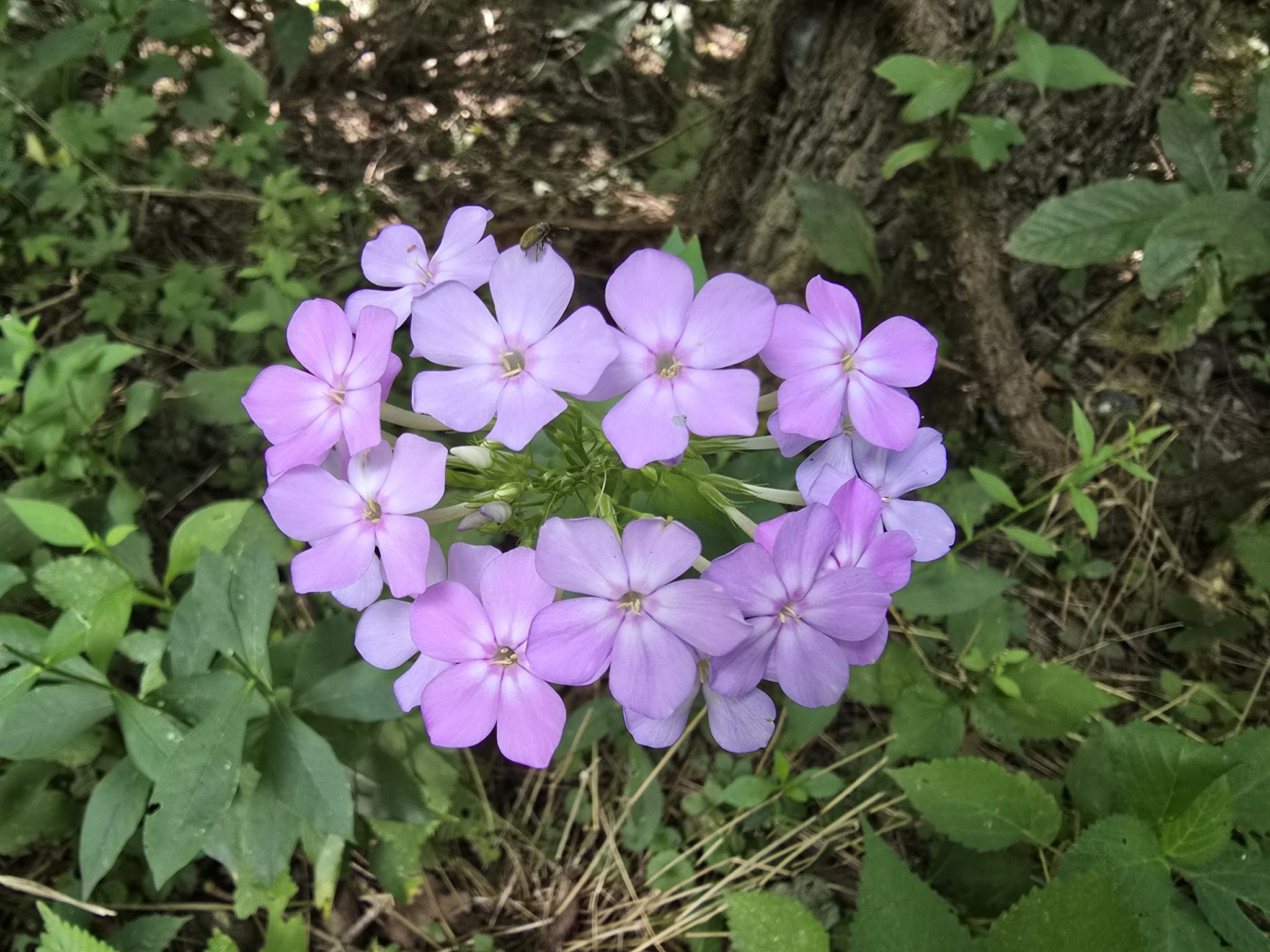 PŁOMYK WIECHOWATY - PHLOX PANICULATA - FLOKS MIX KOLORÓW - obrazek 3