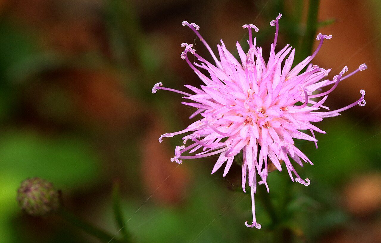 SIERPIK BARWIERSKI - SERRATULA TINCTORIA - obrazek 2