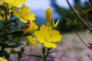 WIESIOŁEK KRZEWIASTY- OENOTHERA FRUTICOSA
