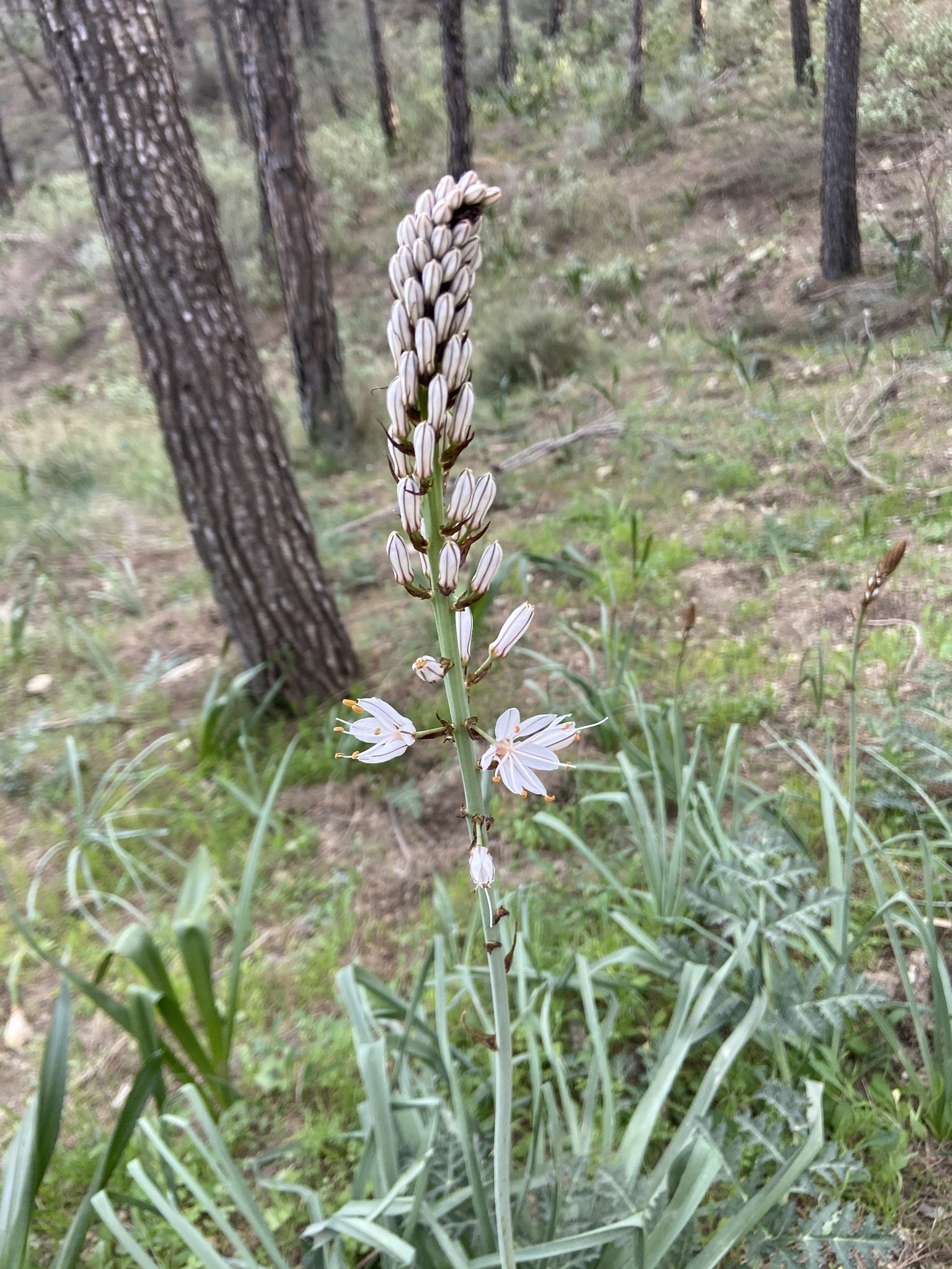 ZŁOTOGŁÓW BIAŁY - LILIA ZŁOTOGŁÓW - ASPHODELUS ALBUS - obrazek 2