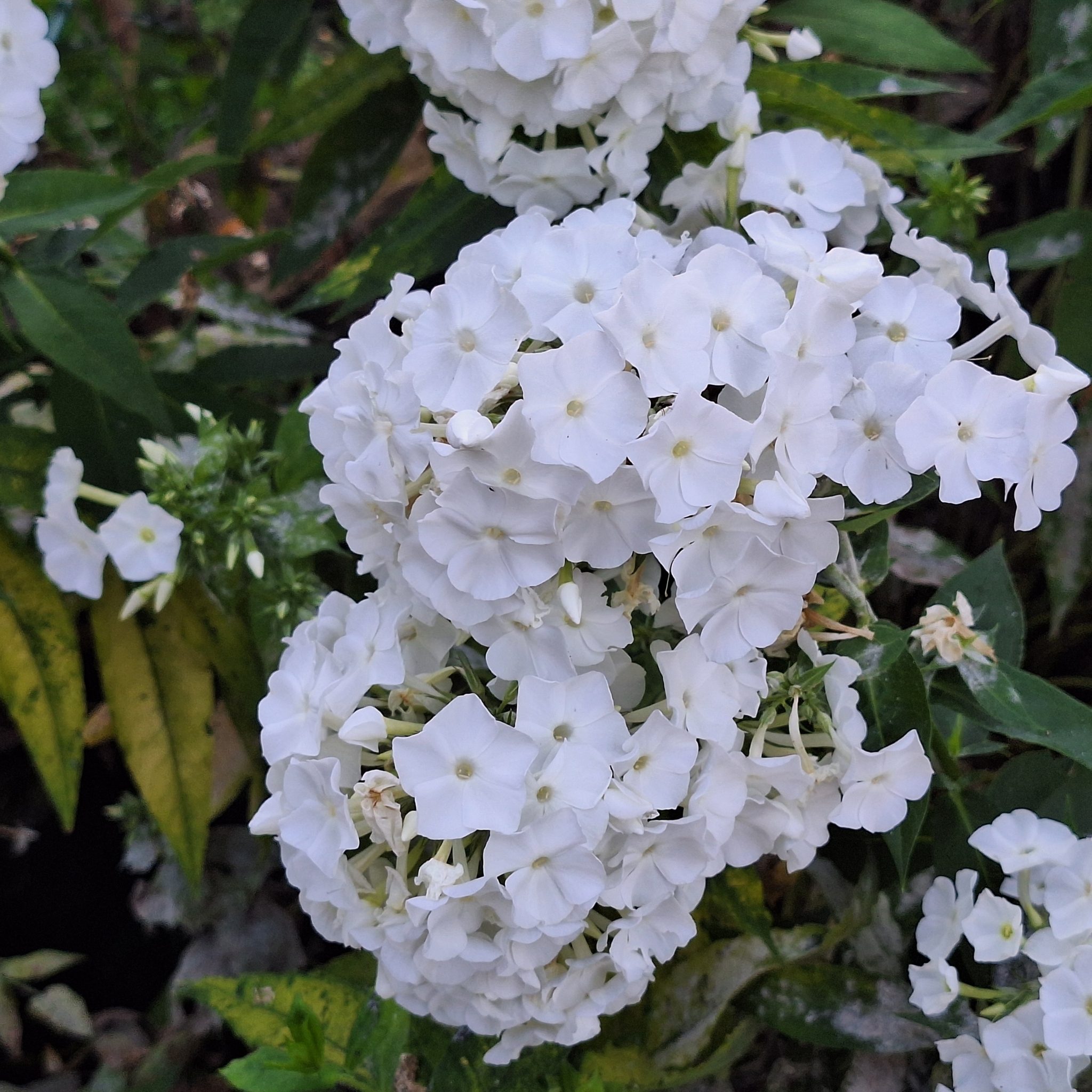 PŁOMYK WIECHOWATY - PHLOX PANICULATA - FLOKS MIX KOLORÓW - obrazek 2